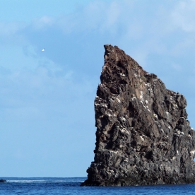 Guadalupe Island 1